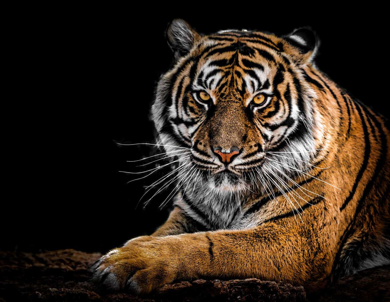 tiger on a back background